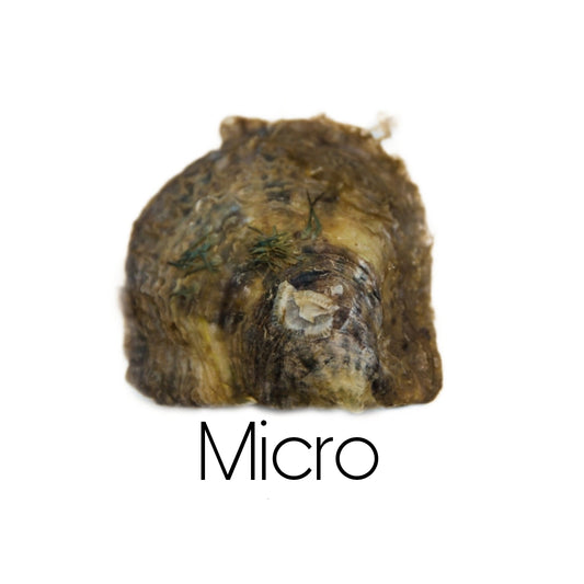 Live Show Micro Oyster
