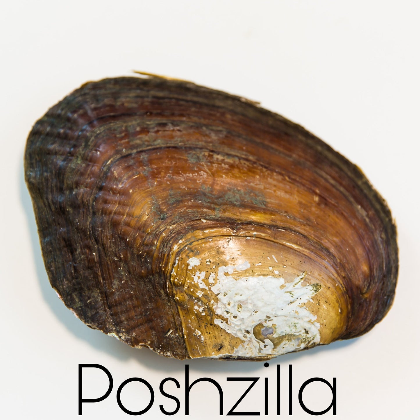 Live Show Poshzilla Oyster