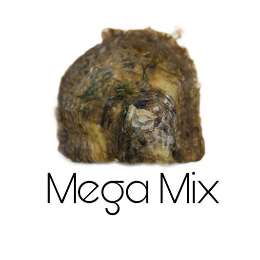 Live Show Mega Mix Oyster